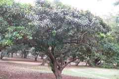 Pouteria gardneriana